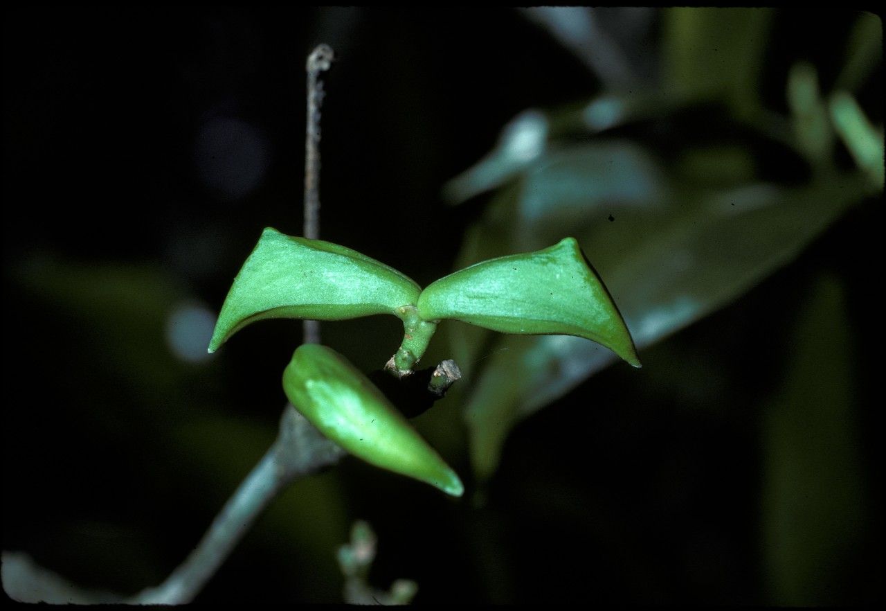 Kopsia flavida fruit