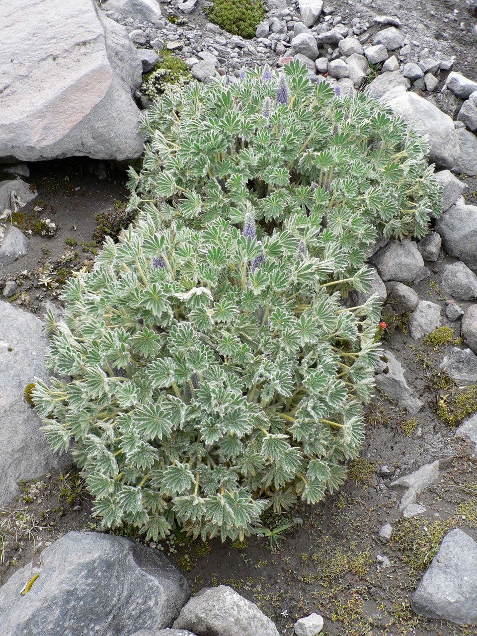 Lupinus nubigenus — search result for 'Lupinus'