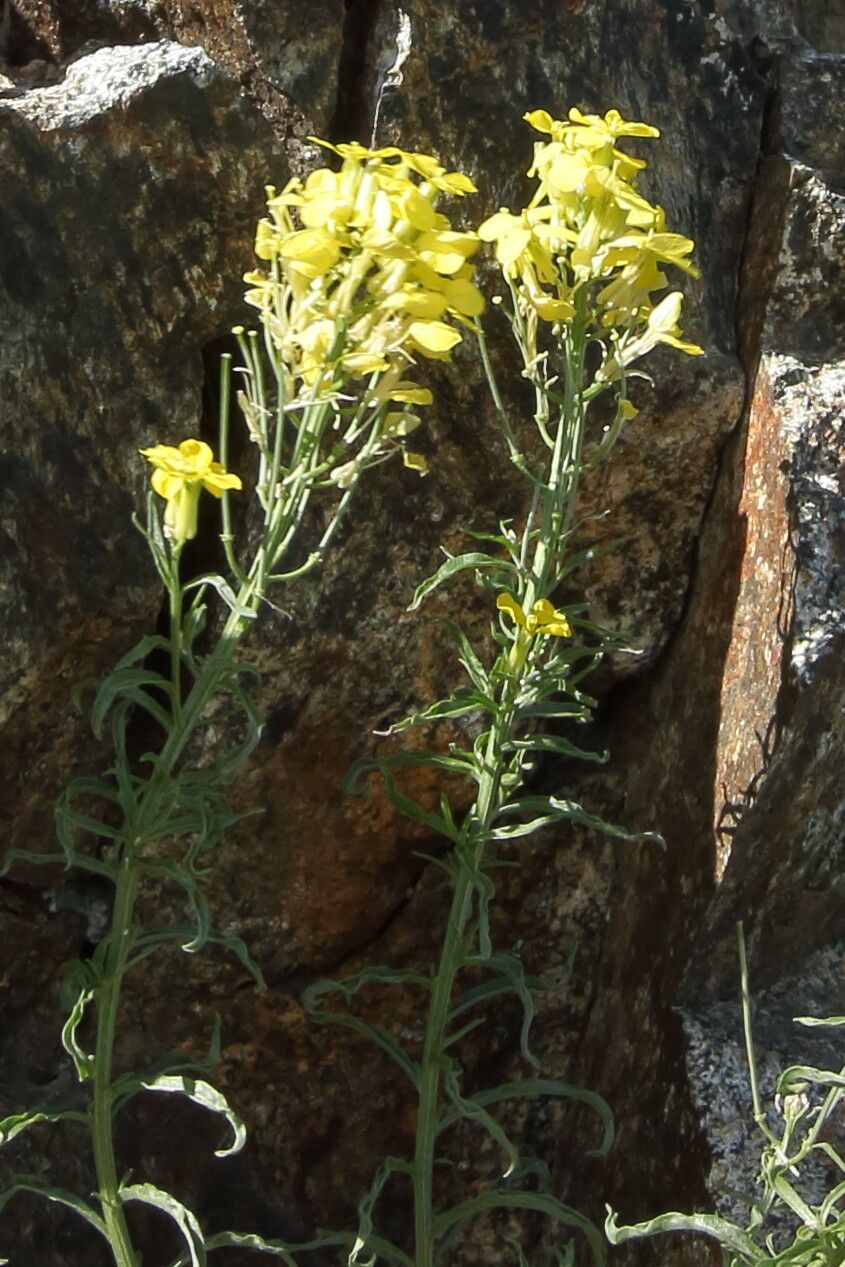 Erysimum nevadense flower