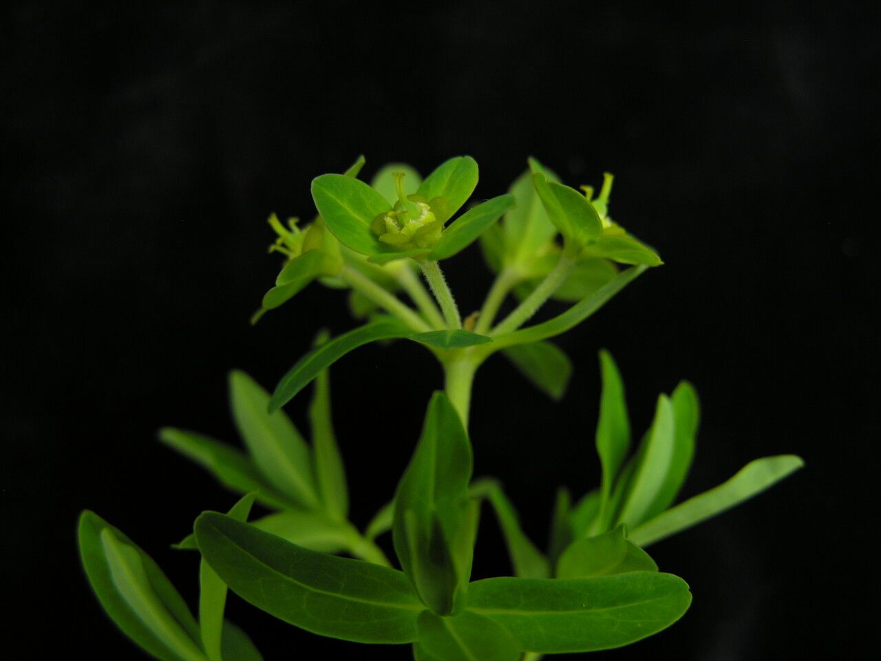 Euphorbia stracheyi — houseplant care guide