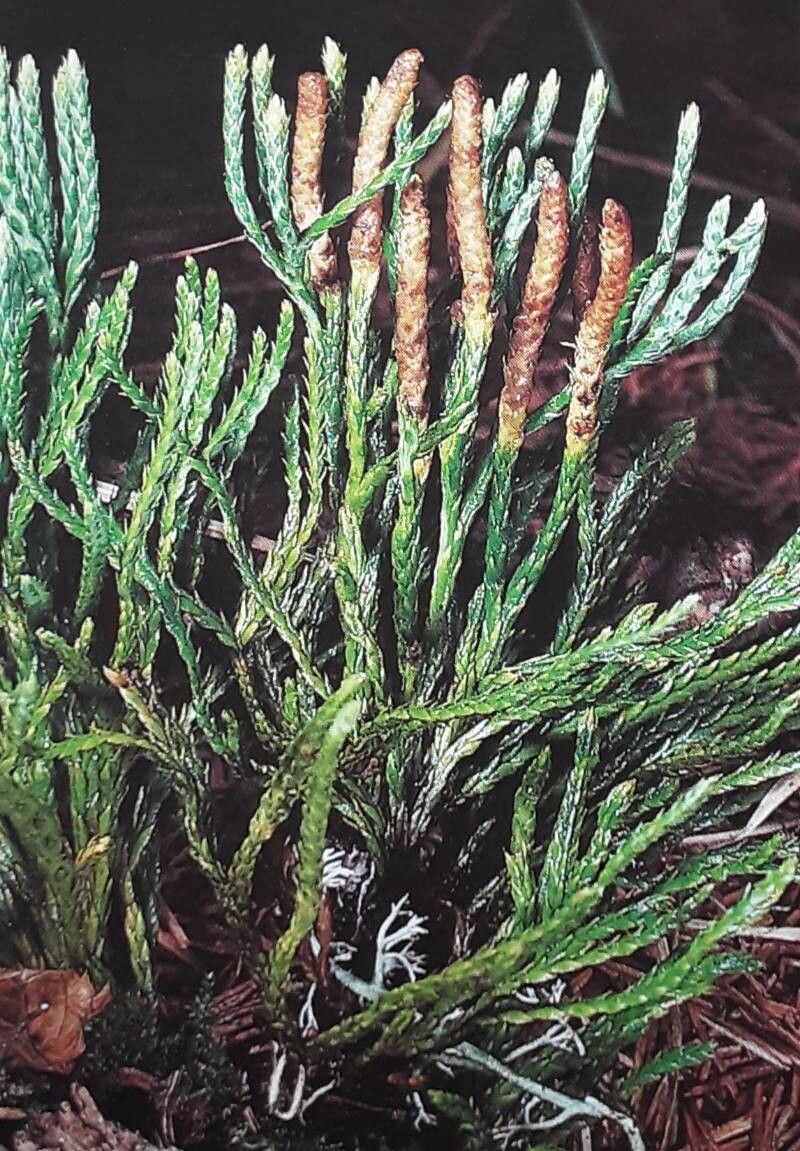 Lycopodium × issleri — search result for 'Lycopodium'