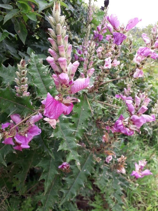 Acanthus eminens flower