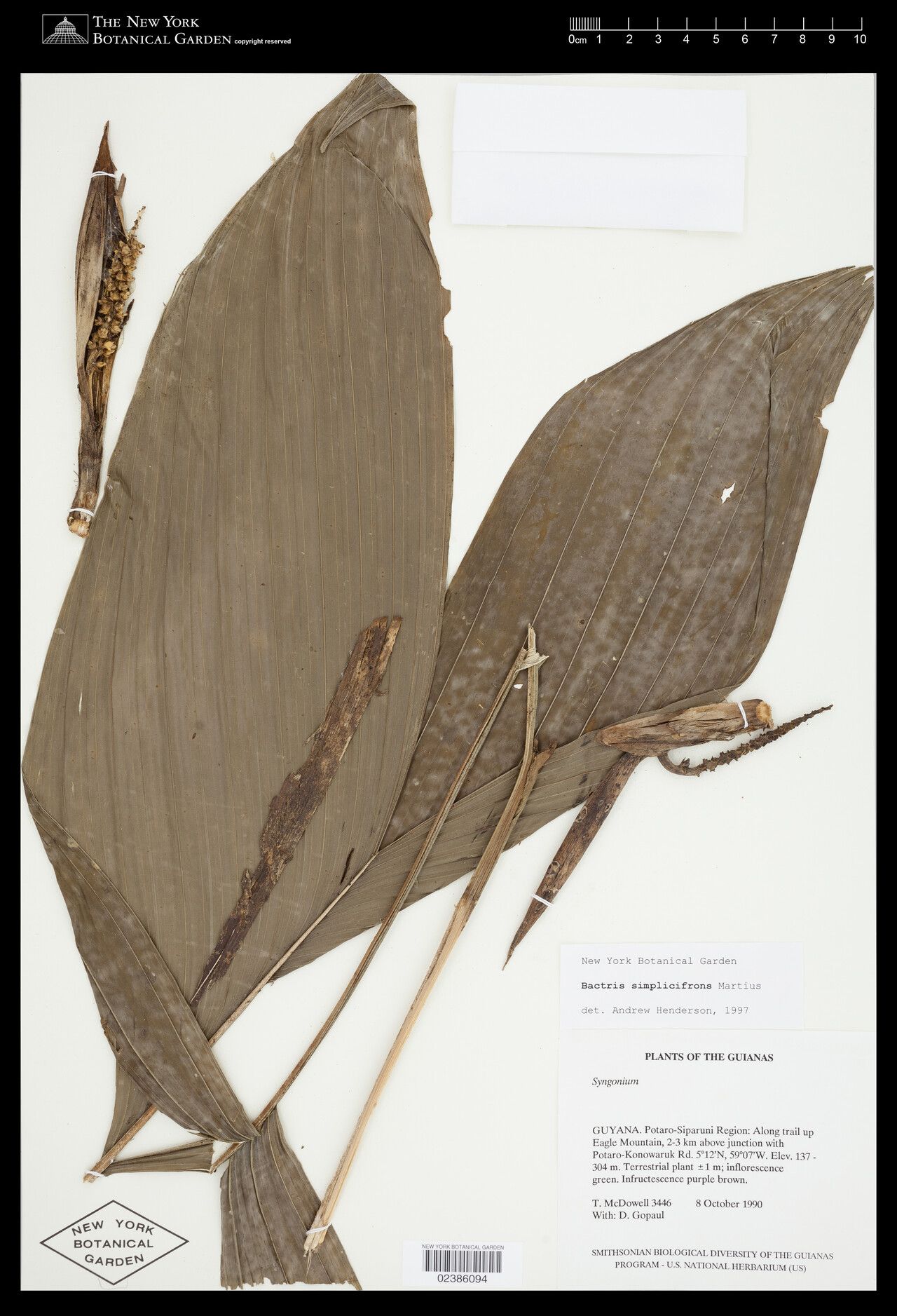 Bactris simplicifrons leaf