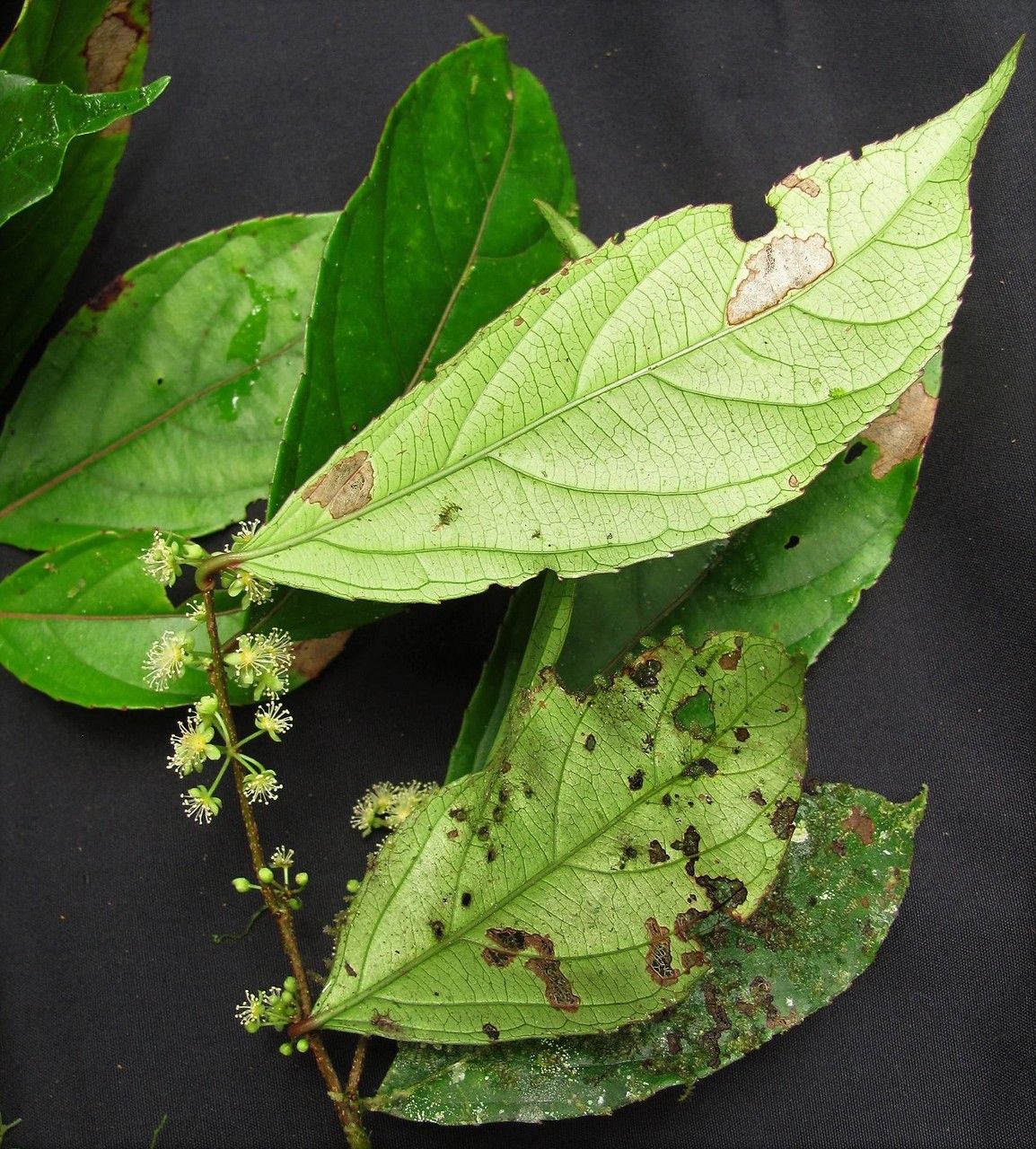Xylosma oligandra other
