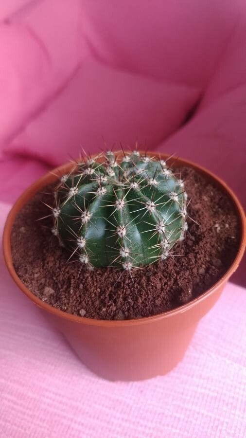 Echinopsis eyriesii flower
