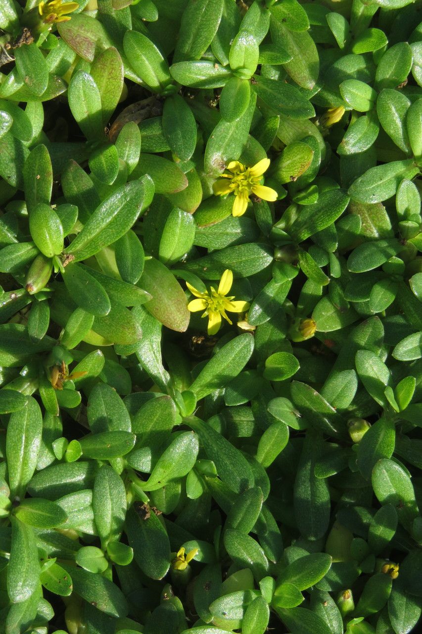 Pectis humifusa — houseplant care guide