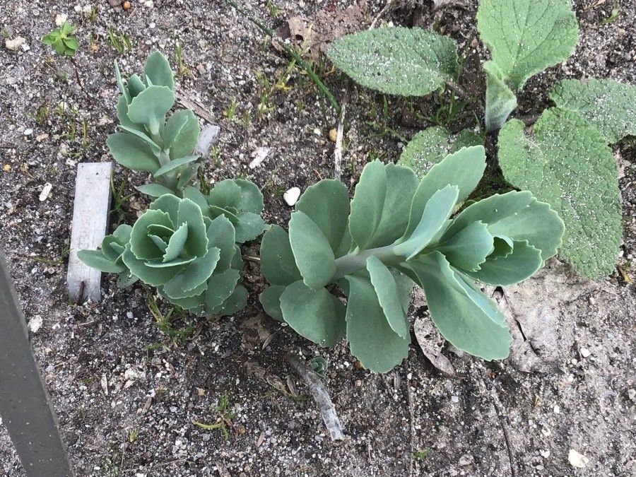 Hylotelephium erythrostictum