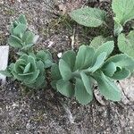 Hylotelephium erythrostictum