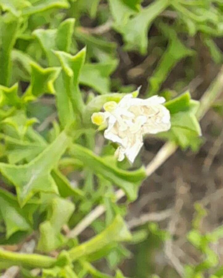 Ehretia cortesia flower