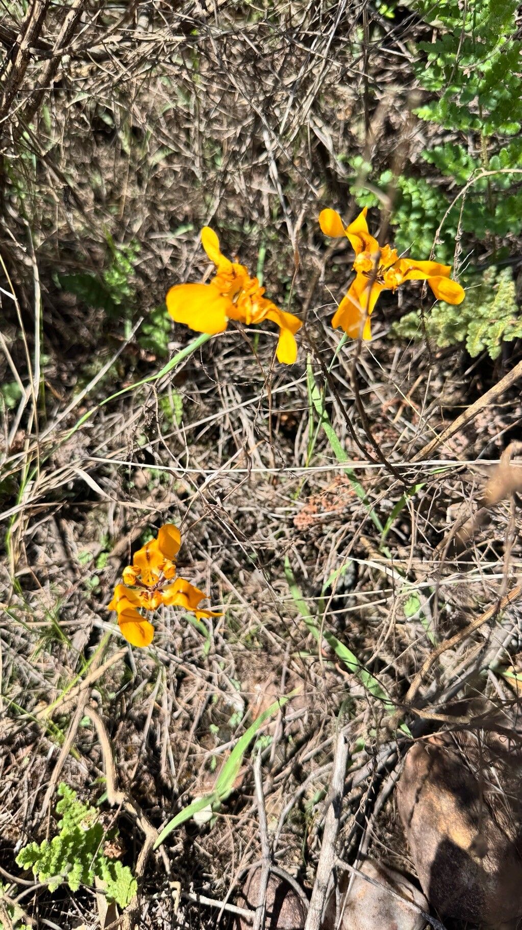 Cypella exilis habit