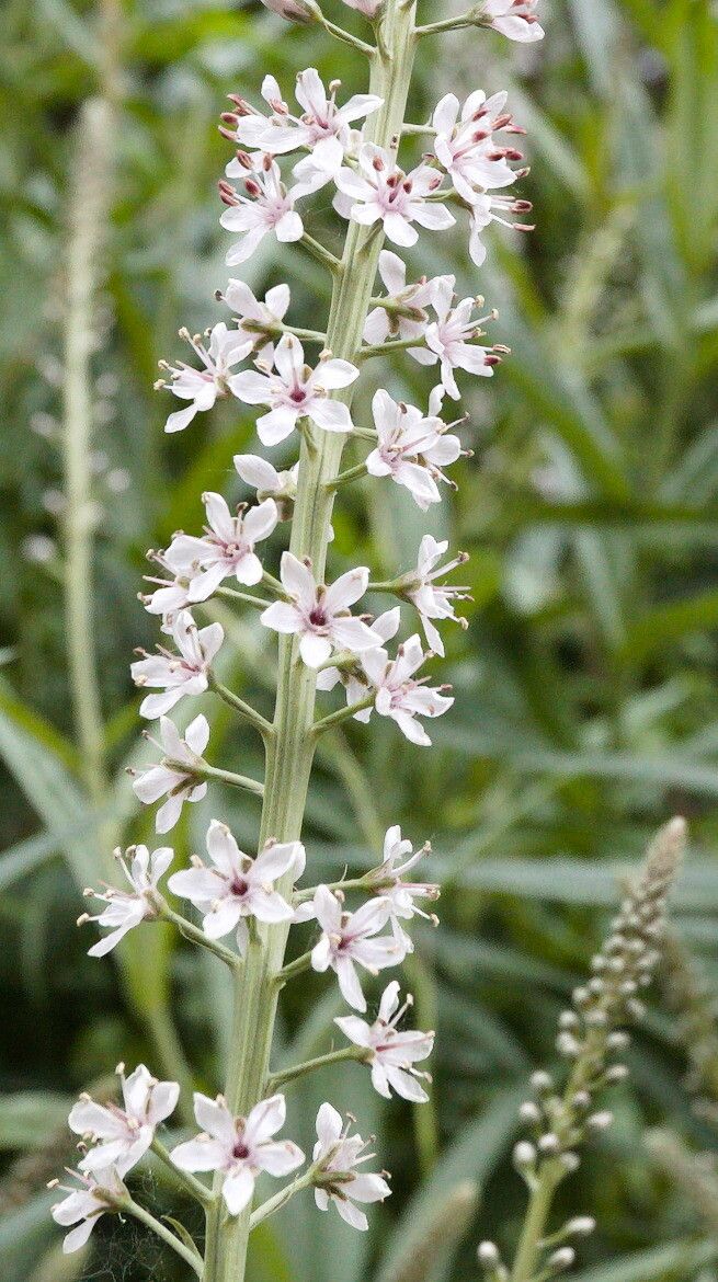 Lysimachia ephemerum flower