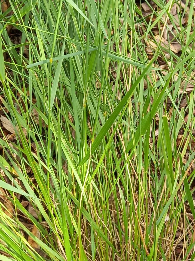 Agropyron cristatum — search result for 'Poaceae'