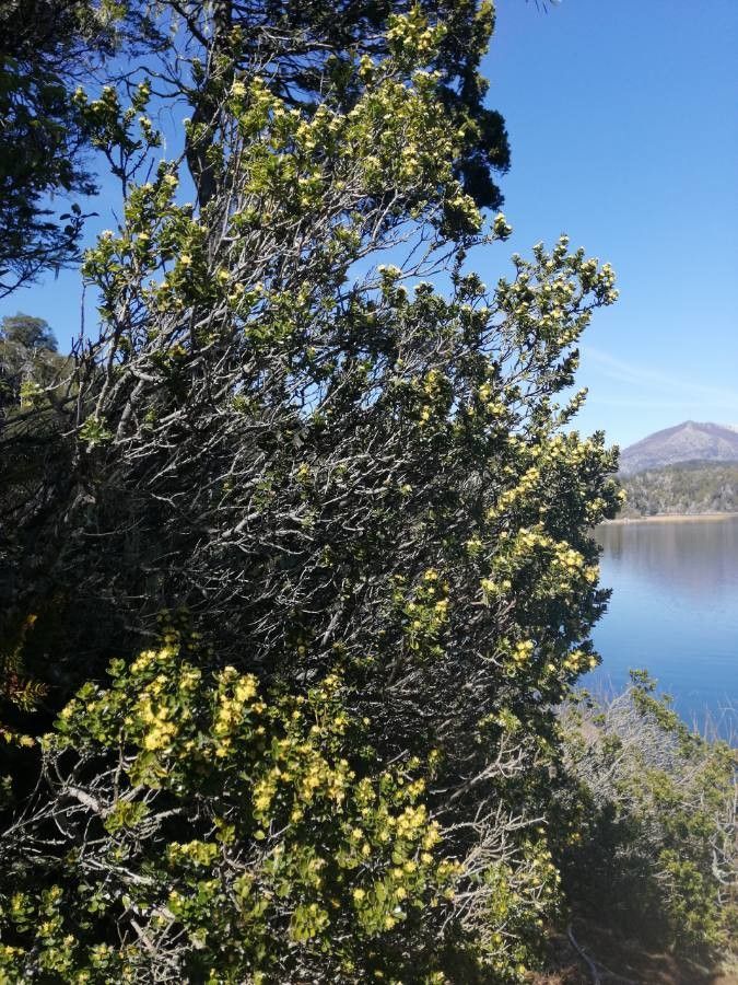 Baccharis papillosa bark