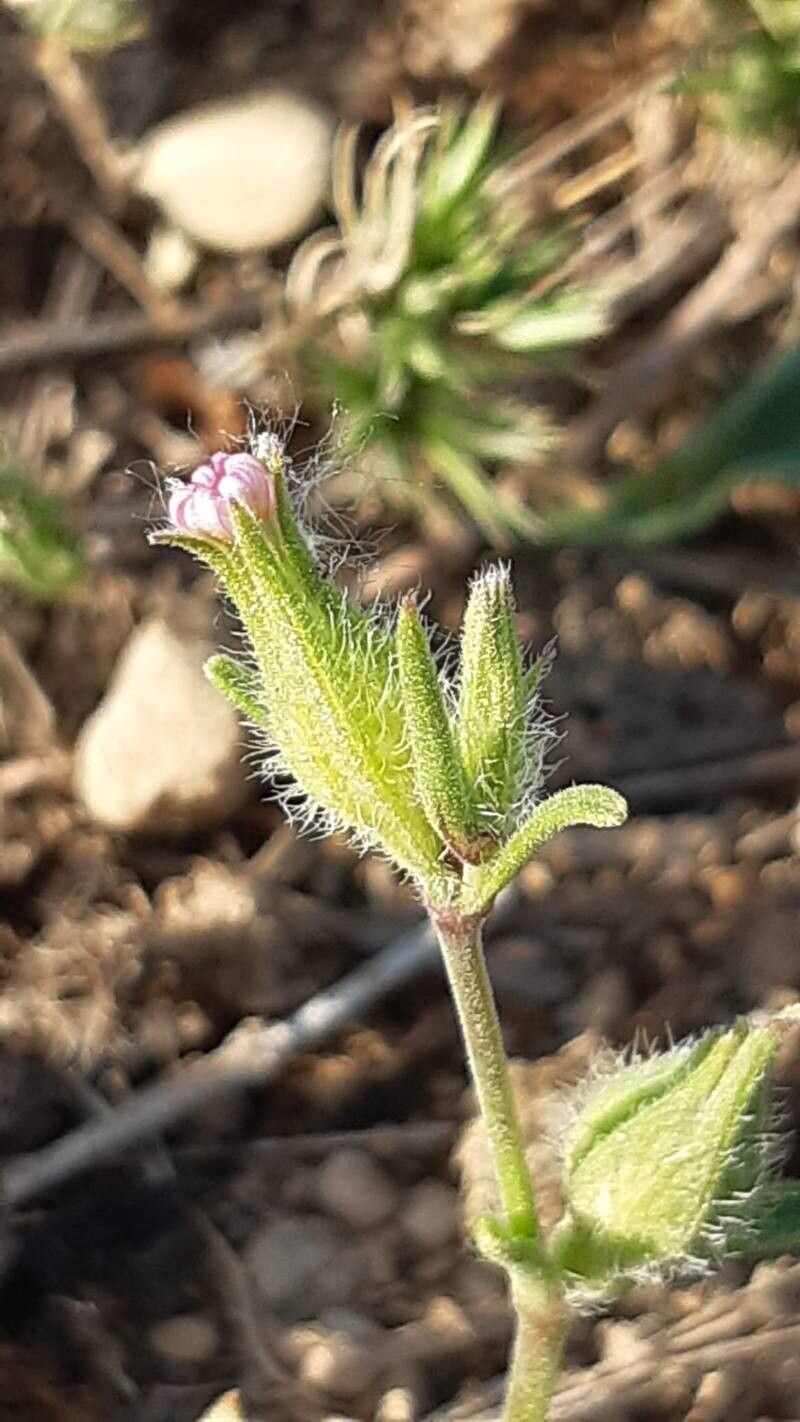 Silene tridentata flower