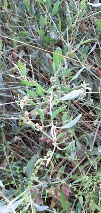 Halimione portulacoides leaf