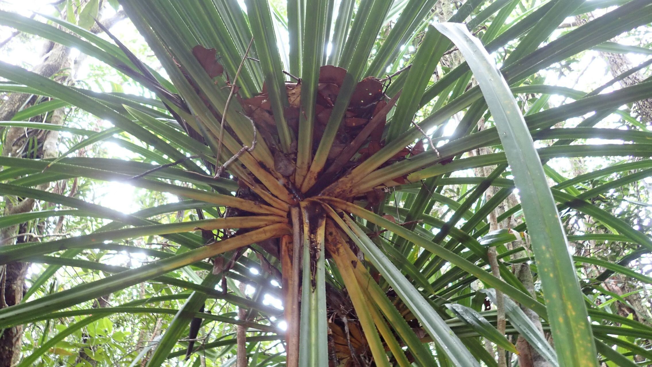 Pandanus bernardii — houseplant care guide