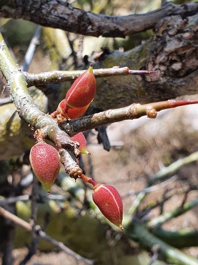 Commiphora schimperi fruit