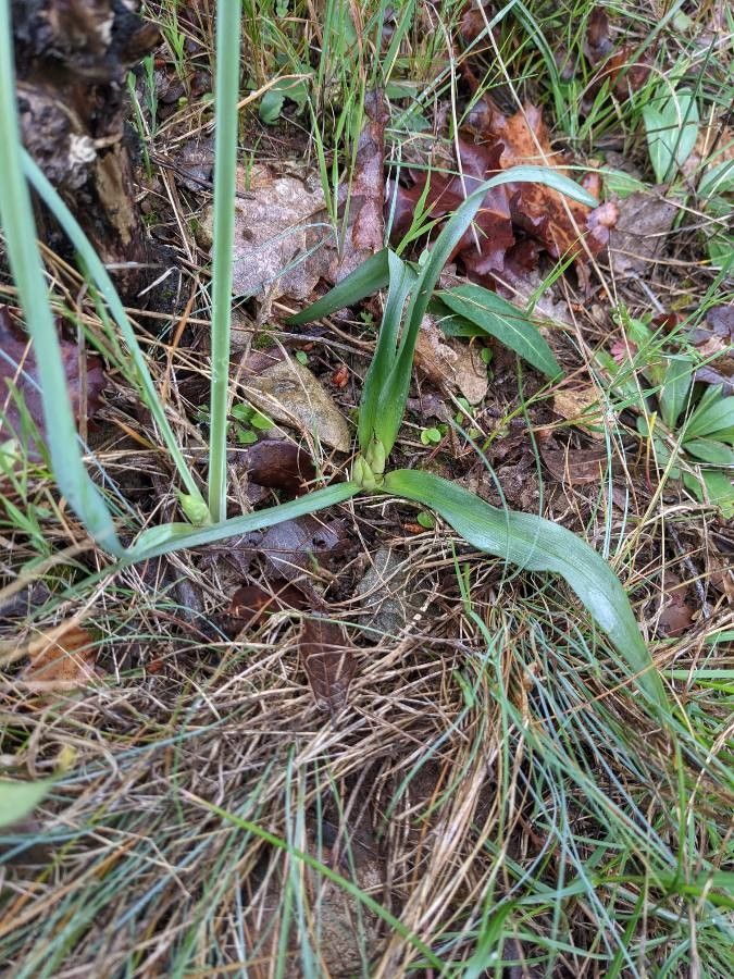 Colchicum longifolium leaf