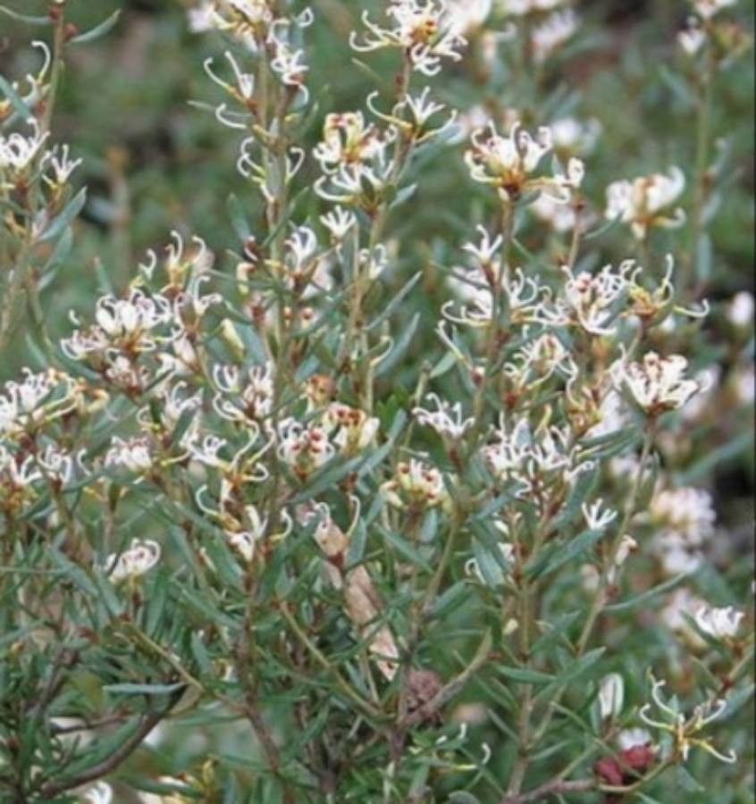 Grevillea australis — related species from the same genus