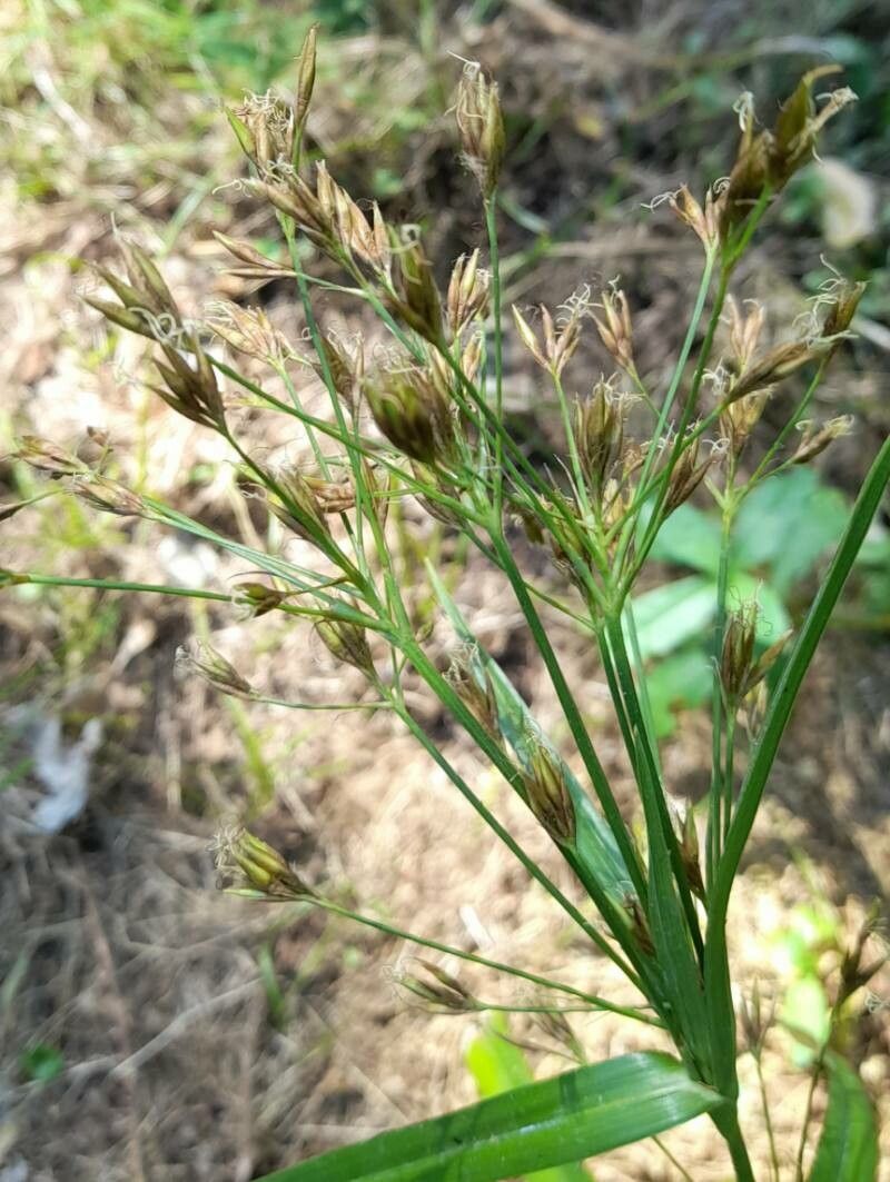 Rhynchospora corymbosa flower