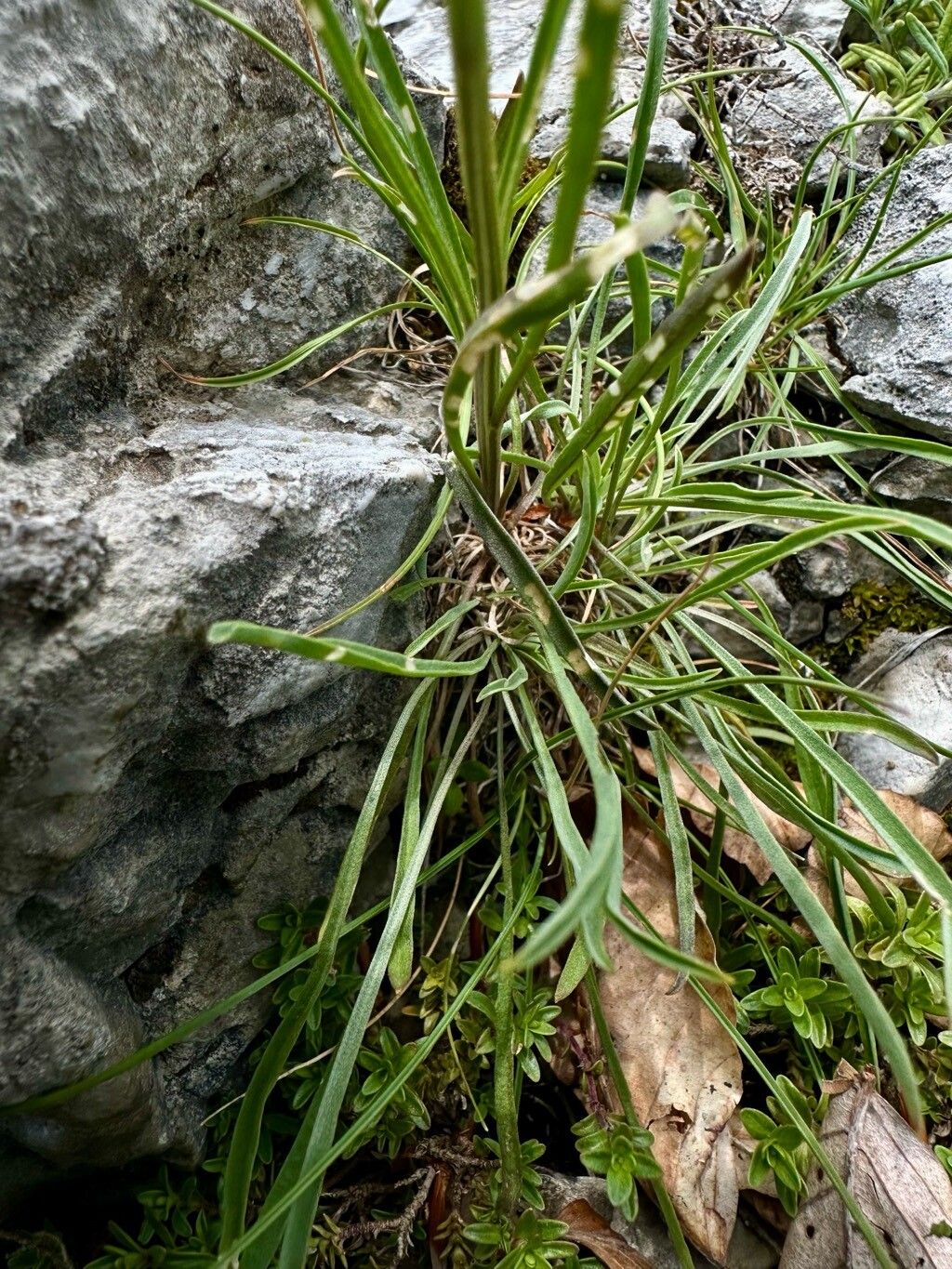 Erysimum comatum leaf