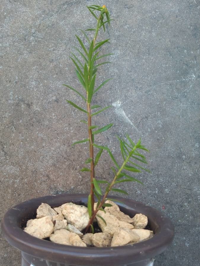 Portulaca rubricaulis bark