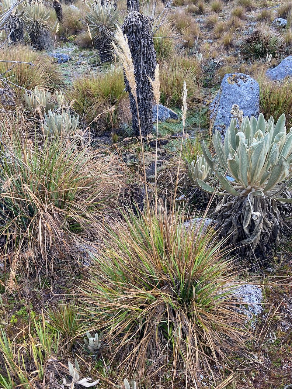 Cortaderia pungens habit