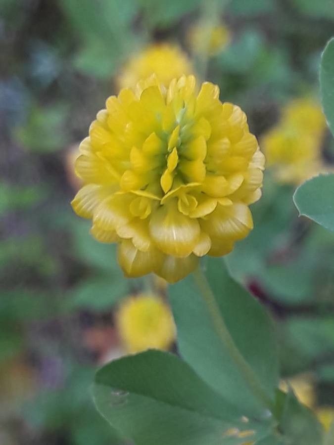 Trifolium aureum flower