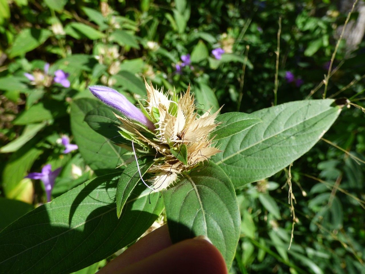 Barleria cristata fruit