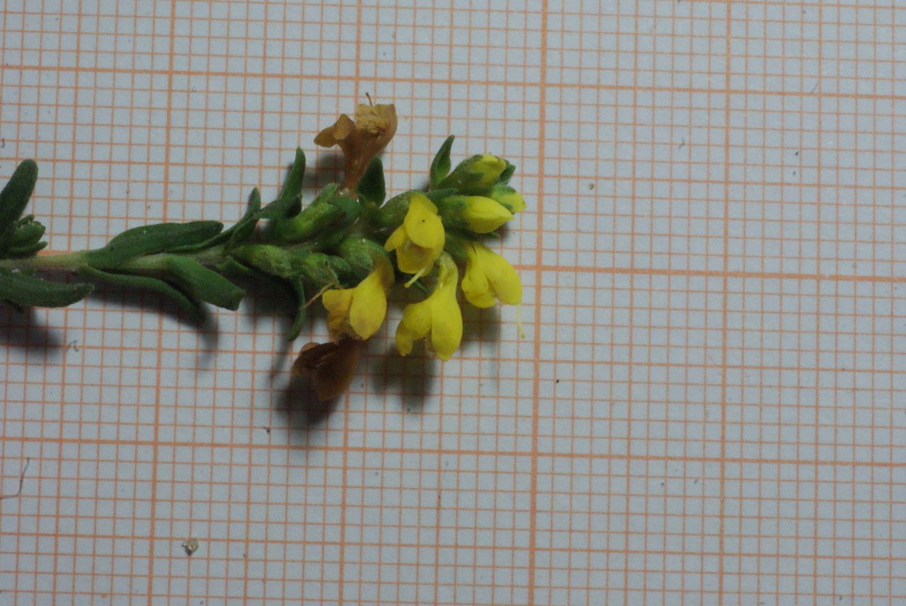 Odontites triboutii flower