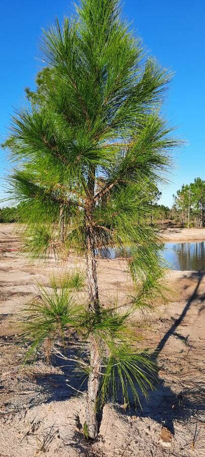 Pinus elliottii flower