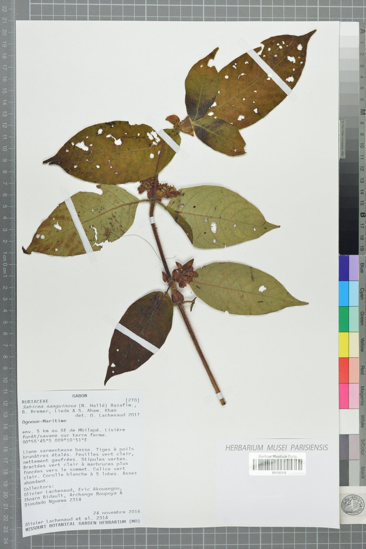 Sabicea sanguinosa — houseplant care guide