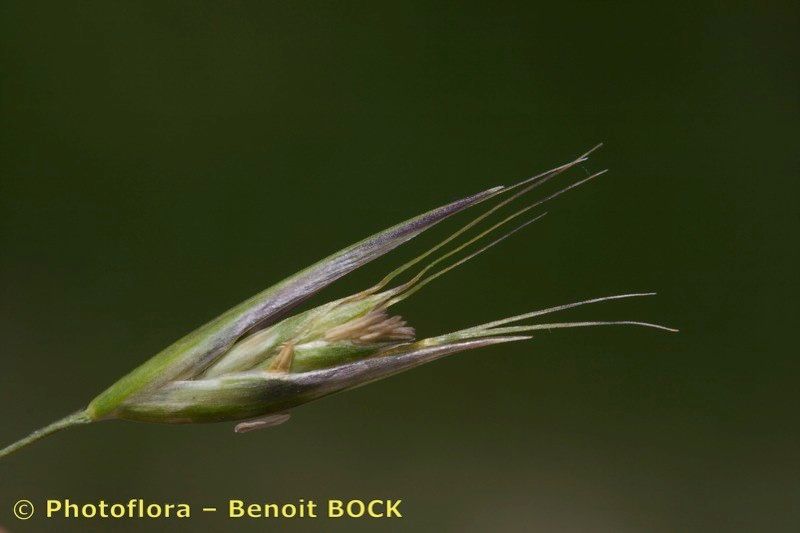 Danthonia alpina flower