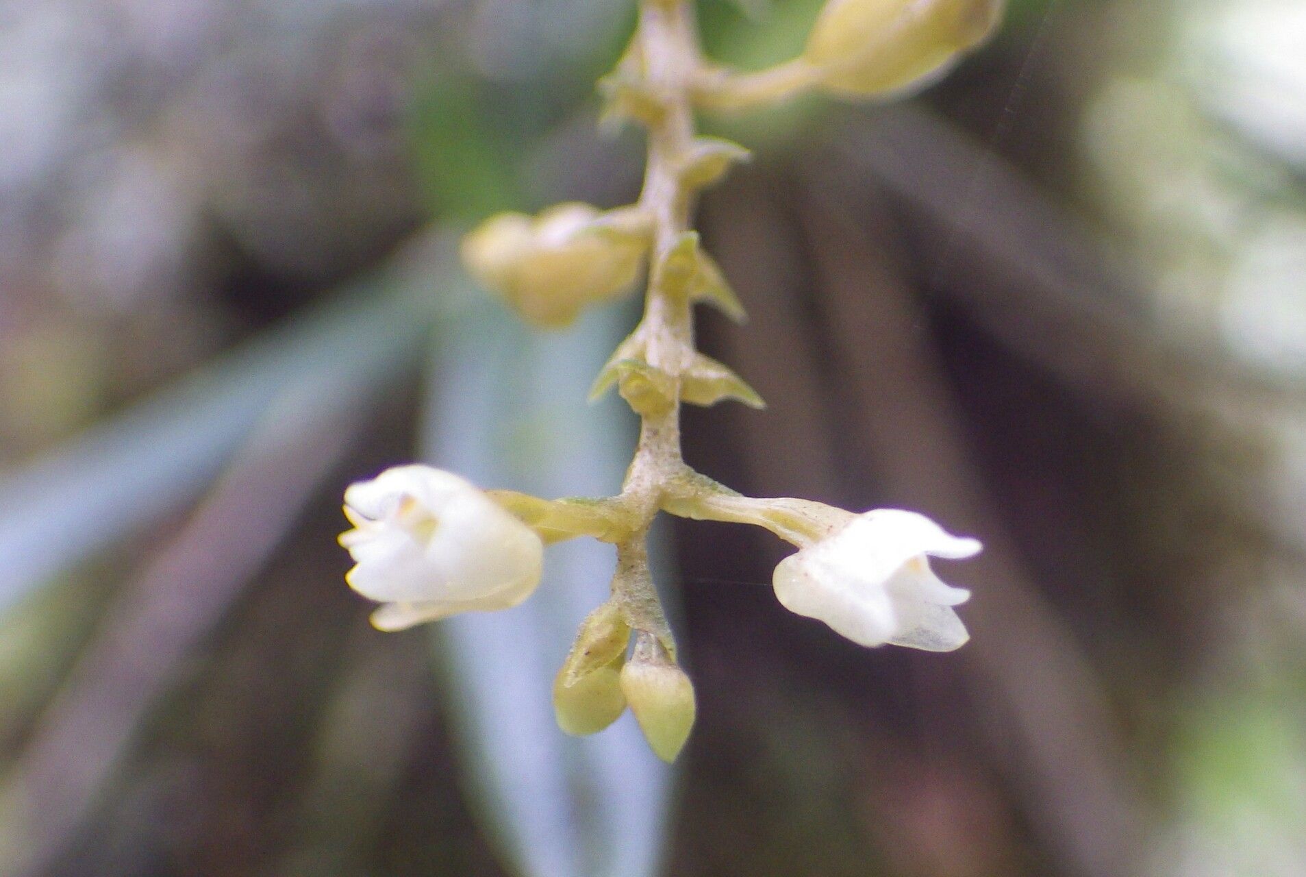 Thelasis sphaerocarpa flower