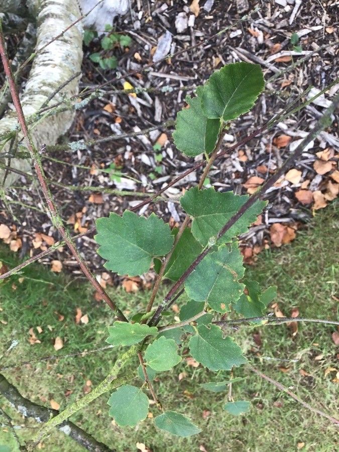 Betula litwinowii — search result for 'Betula'