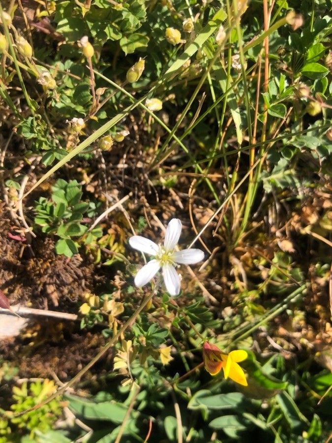 Arenaria erinacea flower