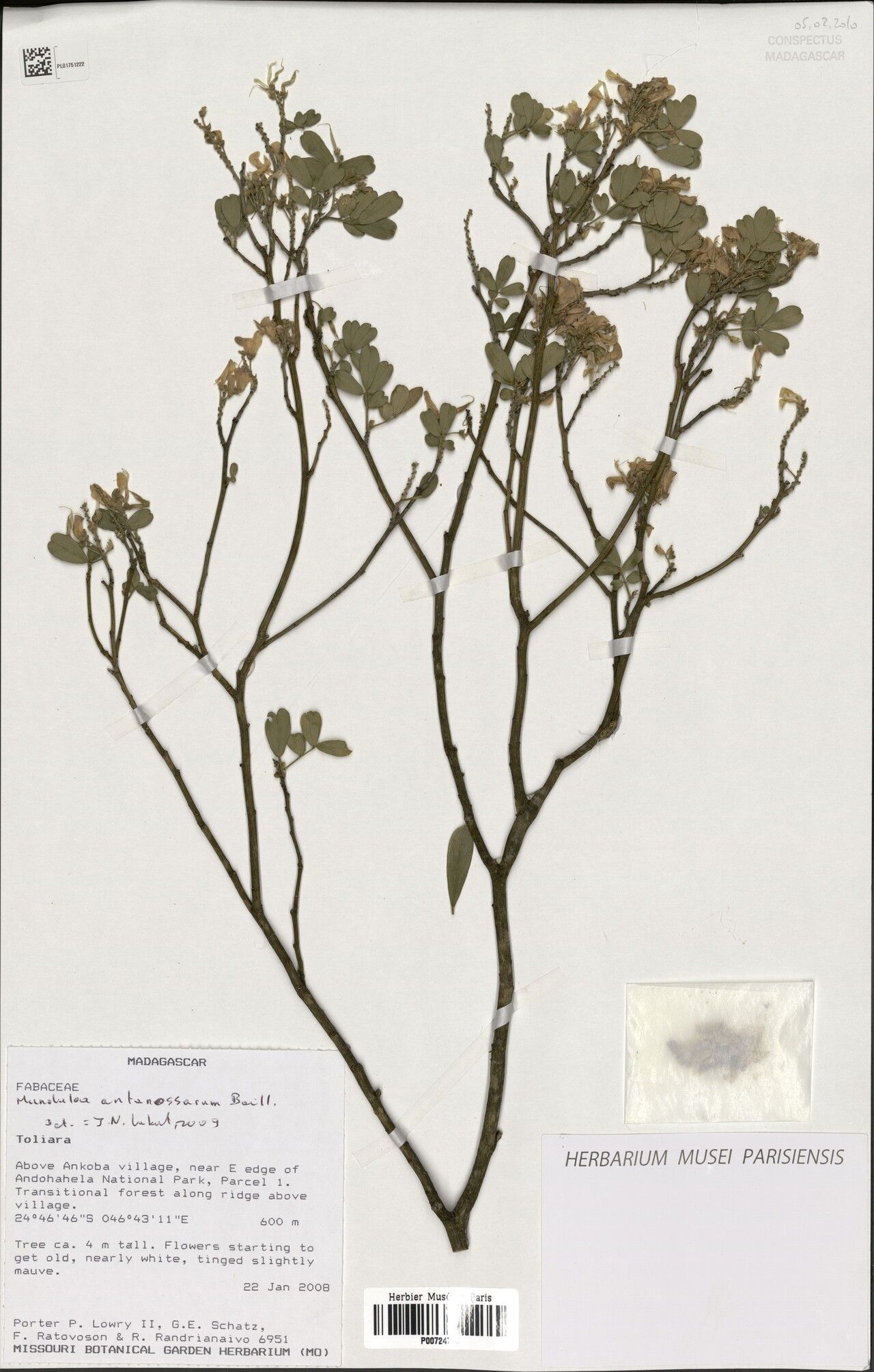 Mundulea antanossarum — related species from the same genus