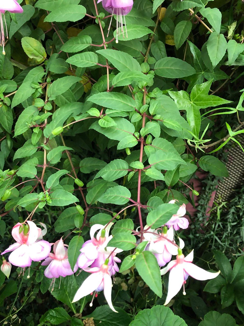Fuchsia spp. habit