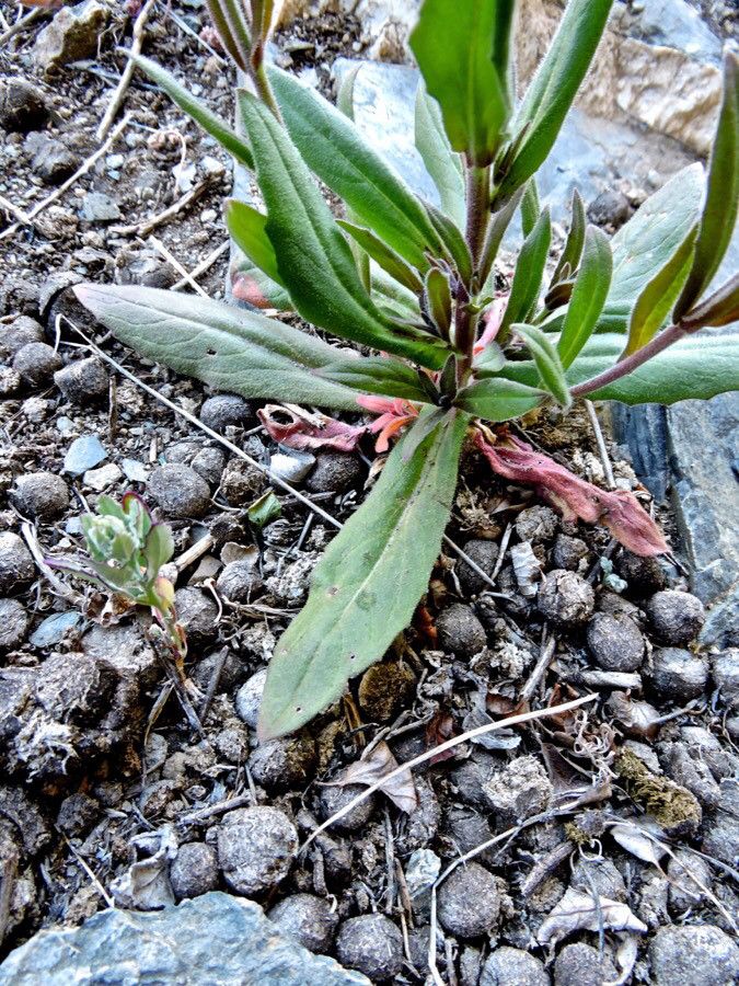Camelina microcarpa leaf