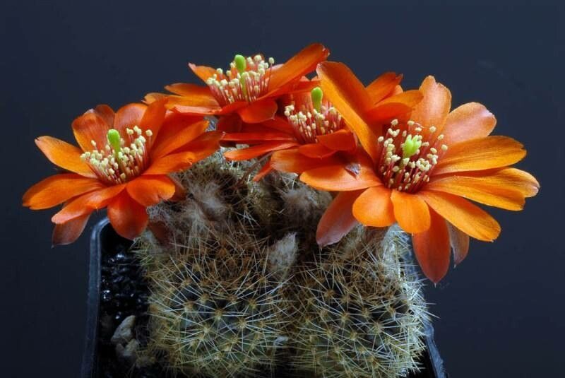 Aylostera atrovirens habit