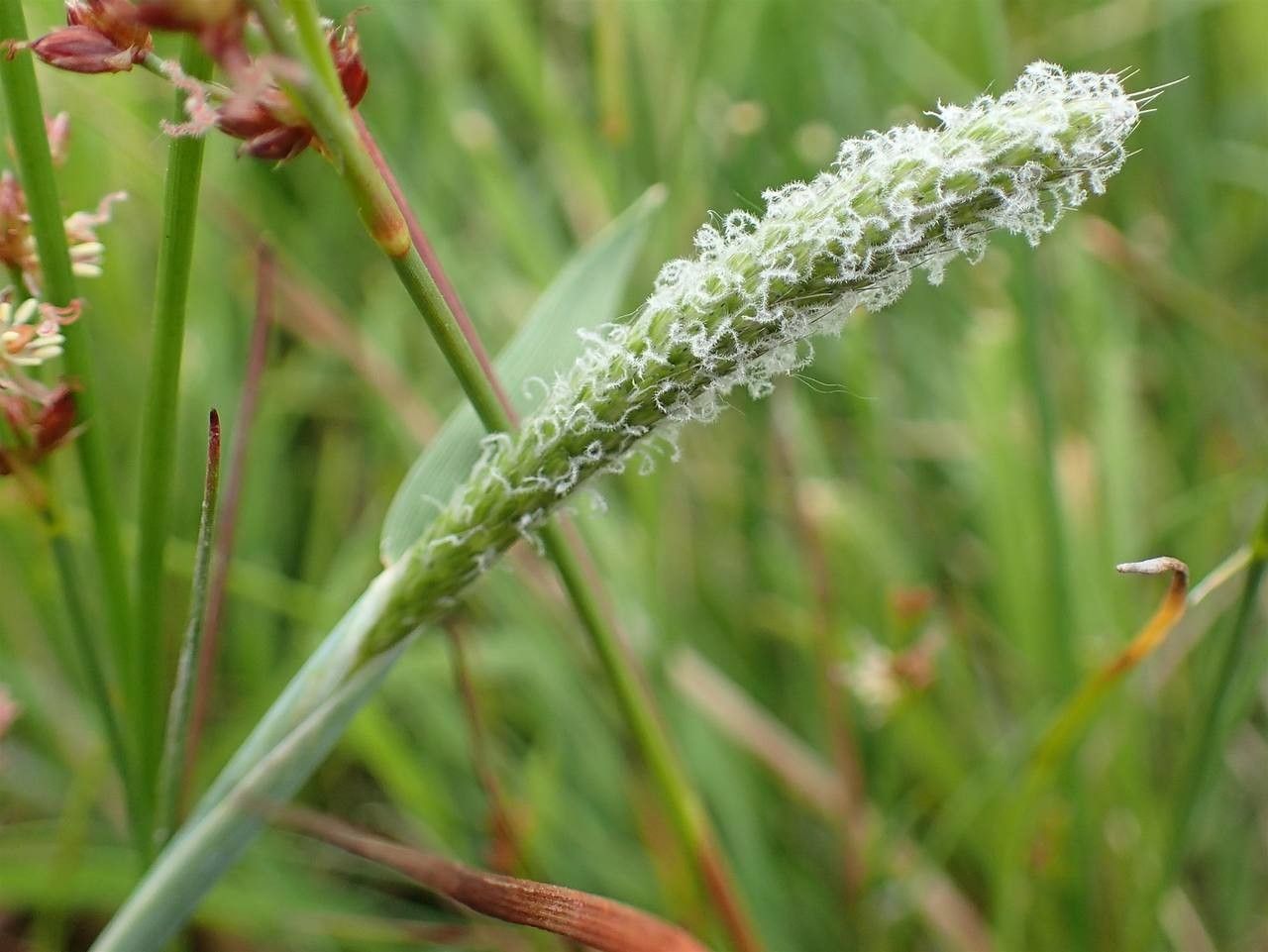 Alopecurus geniculatus fruit
