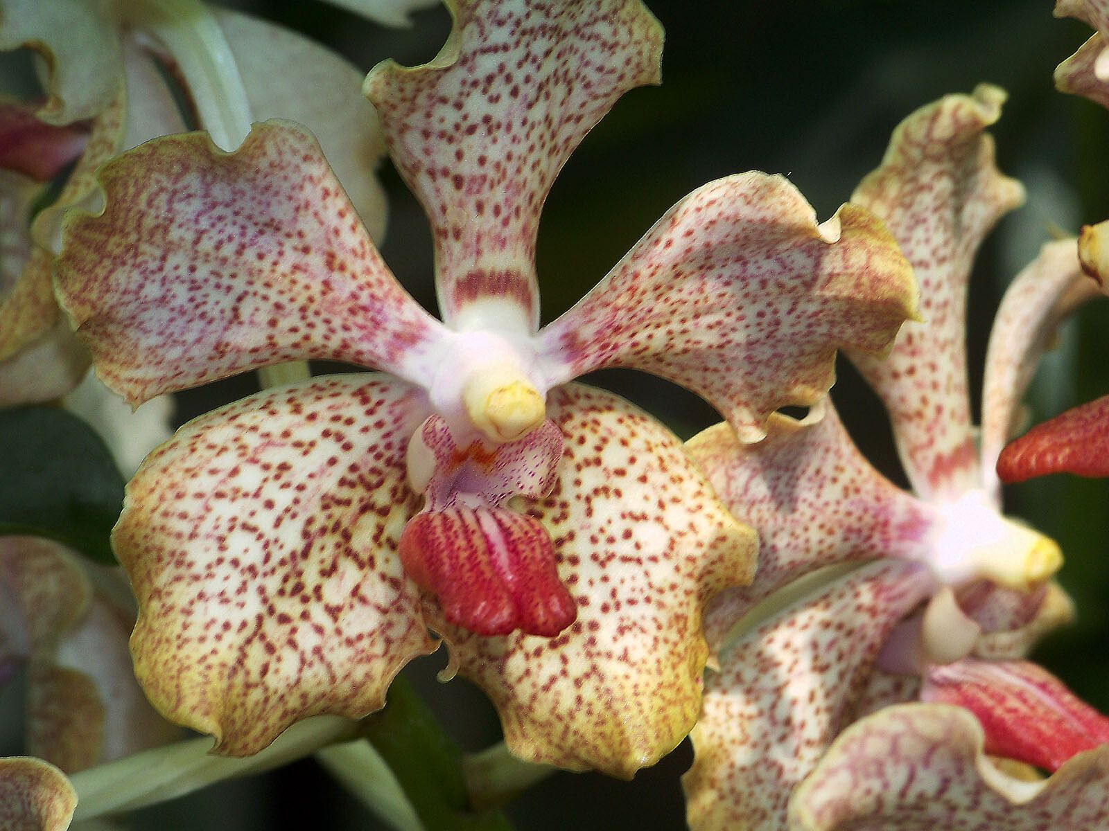 Vanda sanderiana flower