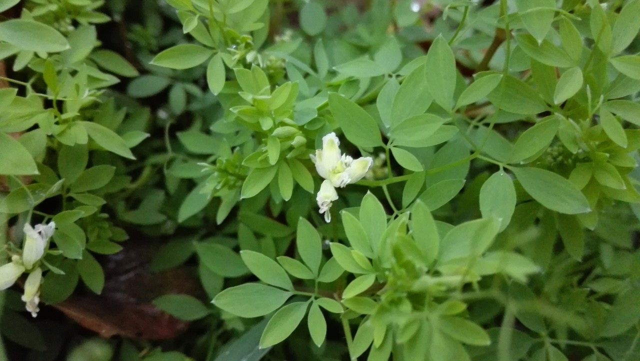 Ceratocapnos claviculata flower