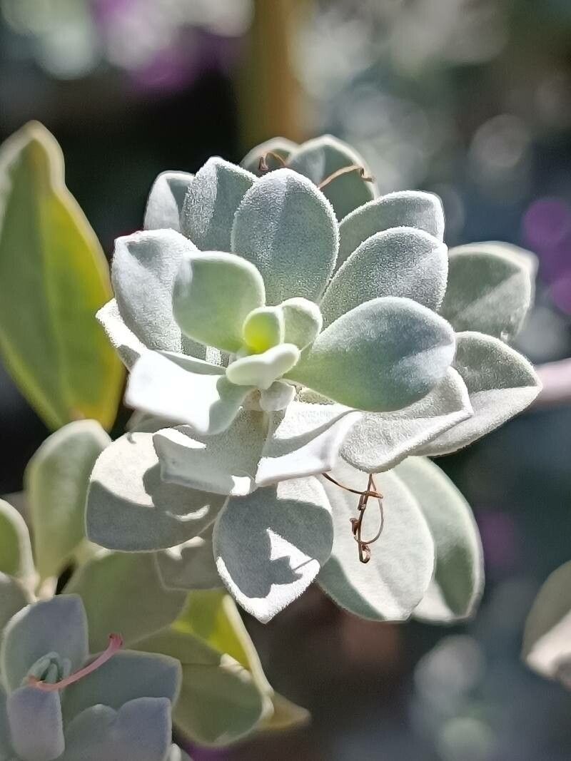 Leucophyllum candidum — related species from the same genus