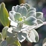 Leucophyllum candidum