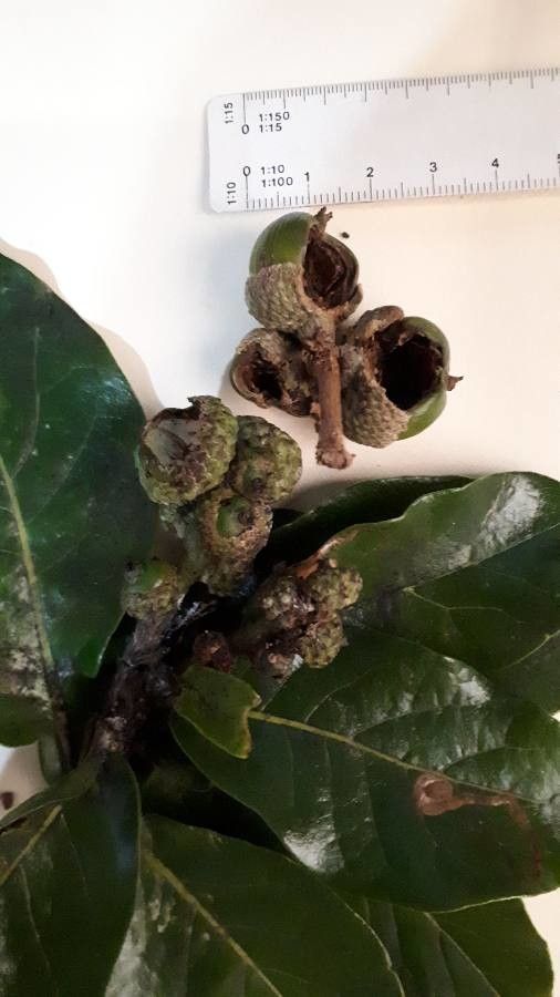 Quercus sapotifolia fruit