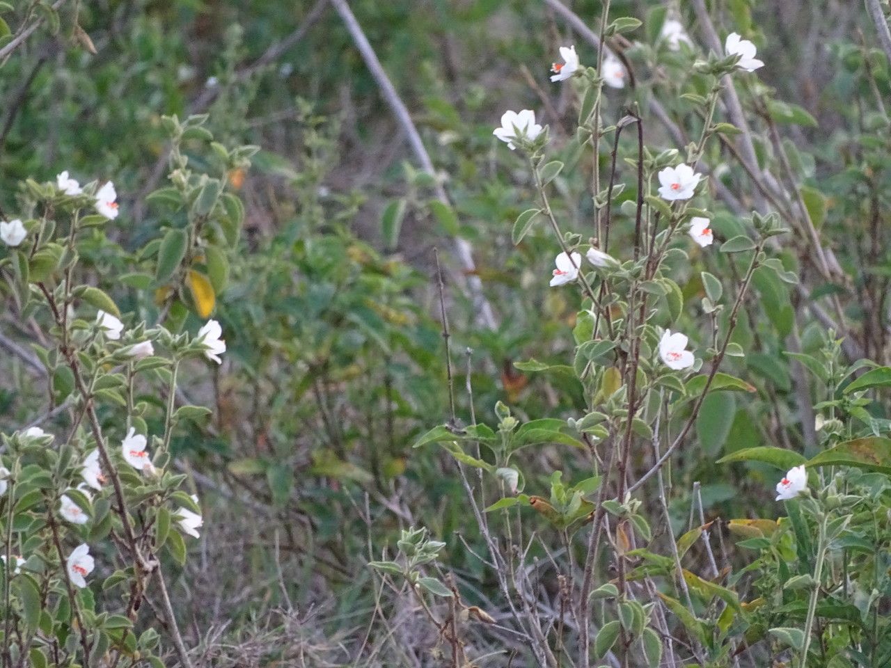 Hibiscus flavifolius flower