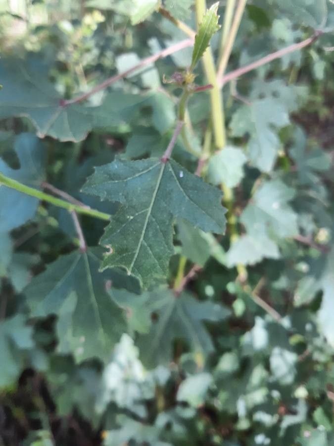 Hibiscus laevis — search result for 'Malvaceae'