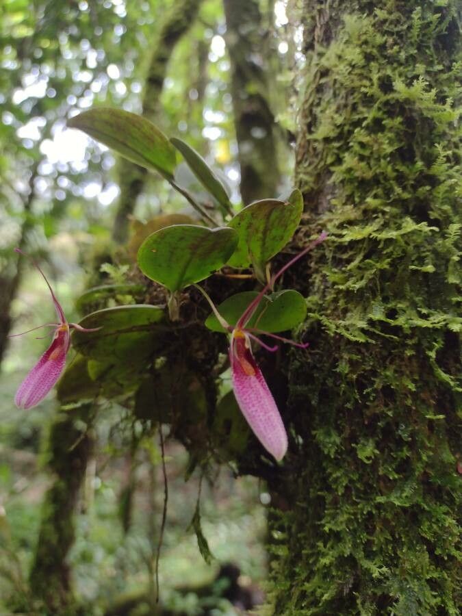 Restrepia trichoglossa — houseplant care guide