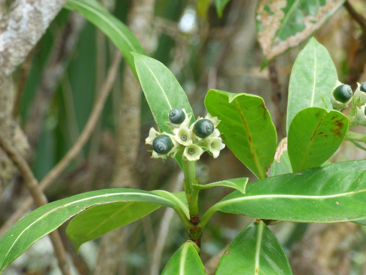 Chassalia gaertneroides fruit